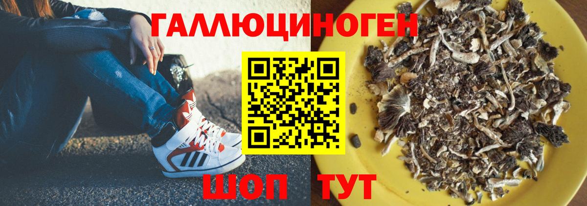 Галлюциногенные грибы Psilocybine cubensis Ейск